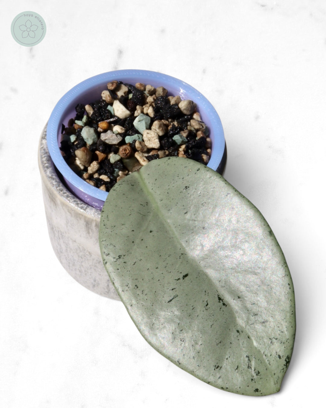 Hoya 'Stardust' (silver)