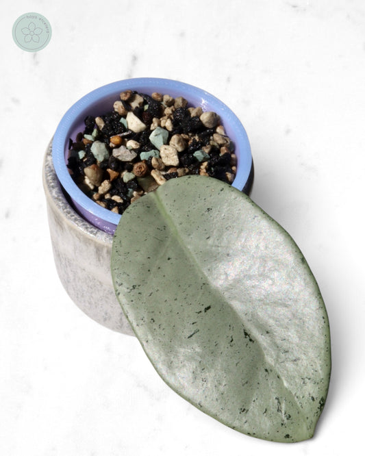 Hoya 'Stardust' (silver)
