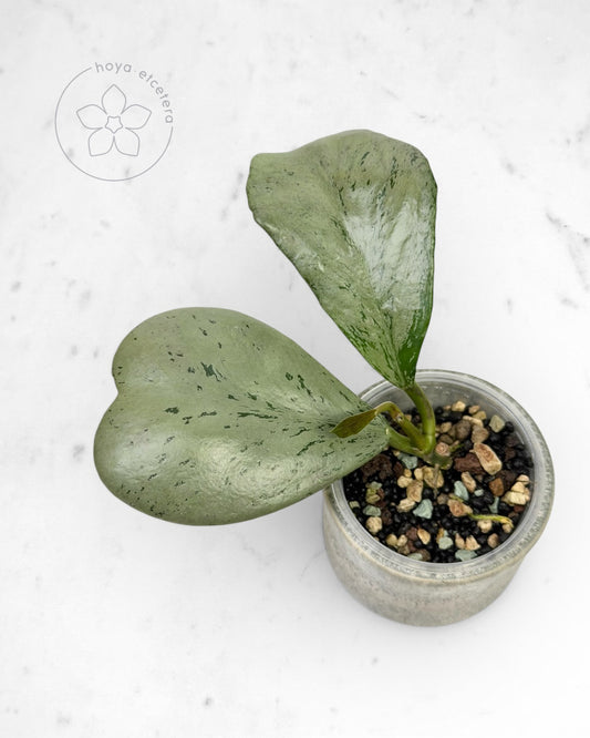 Hoya sp. Chiang Dao (silver)