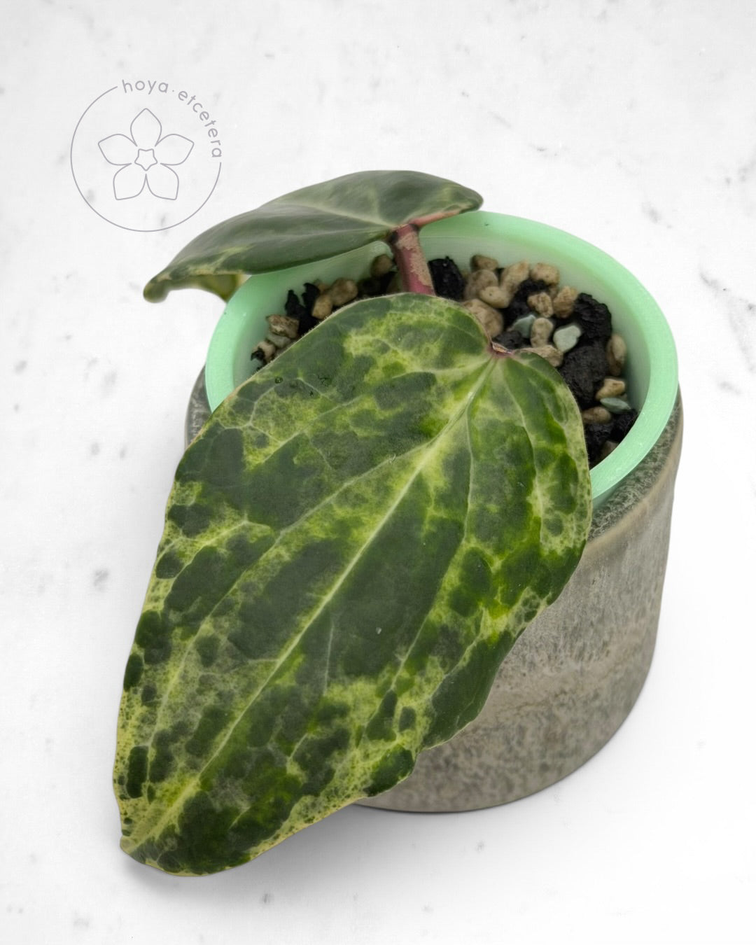Hoya 'Swiffer’s Nightmare' 🌱 cutting