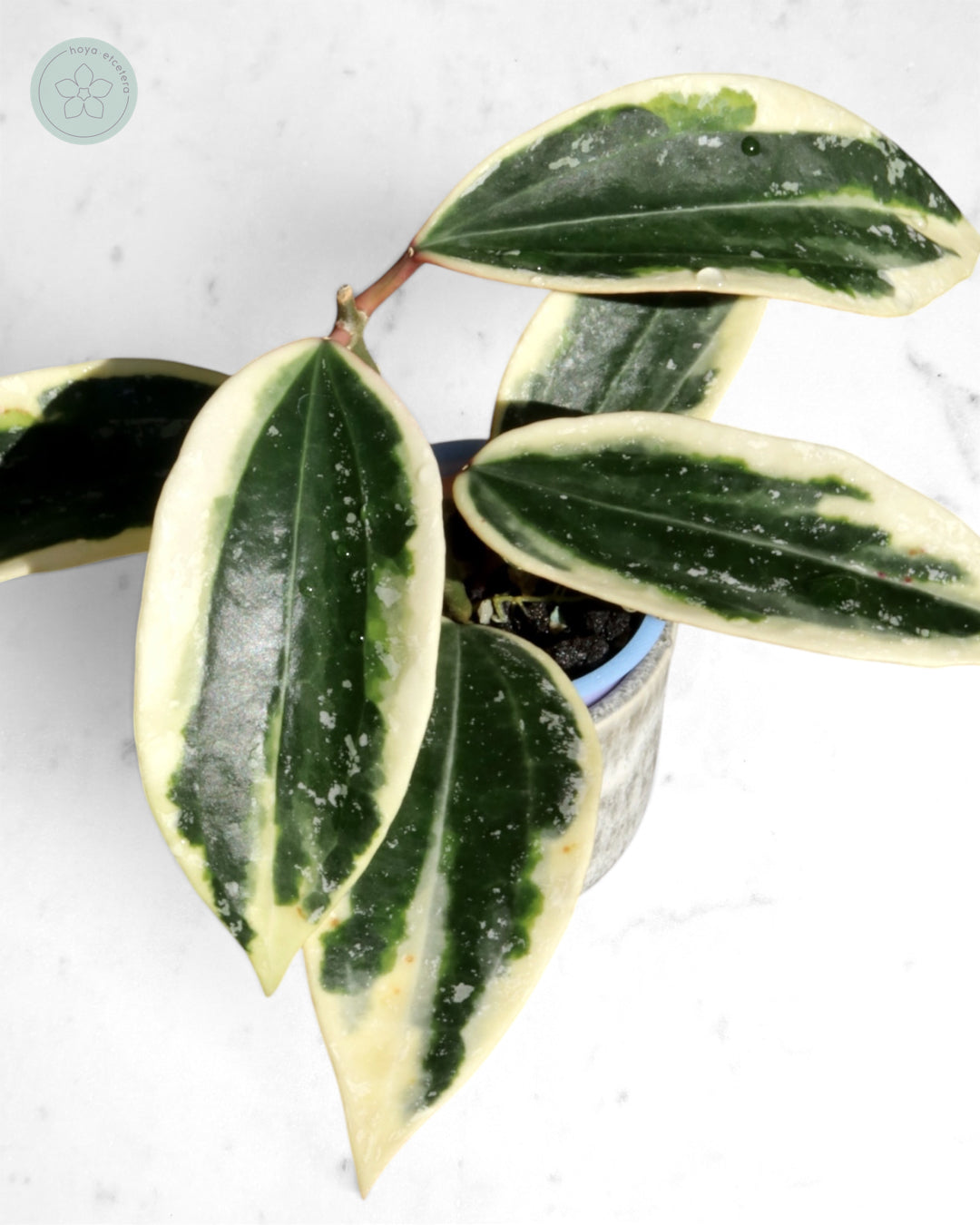 Hoya sp. Rangsan (albo splash)