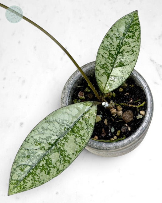 Hoya crassipetiolata (splash/silver)