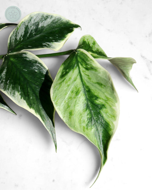 Hoya polyneura 'Diem Fairy Queen' (albo silver)