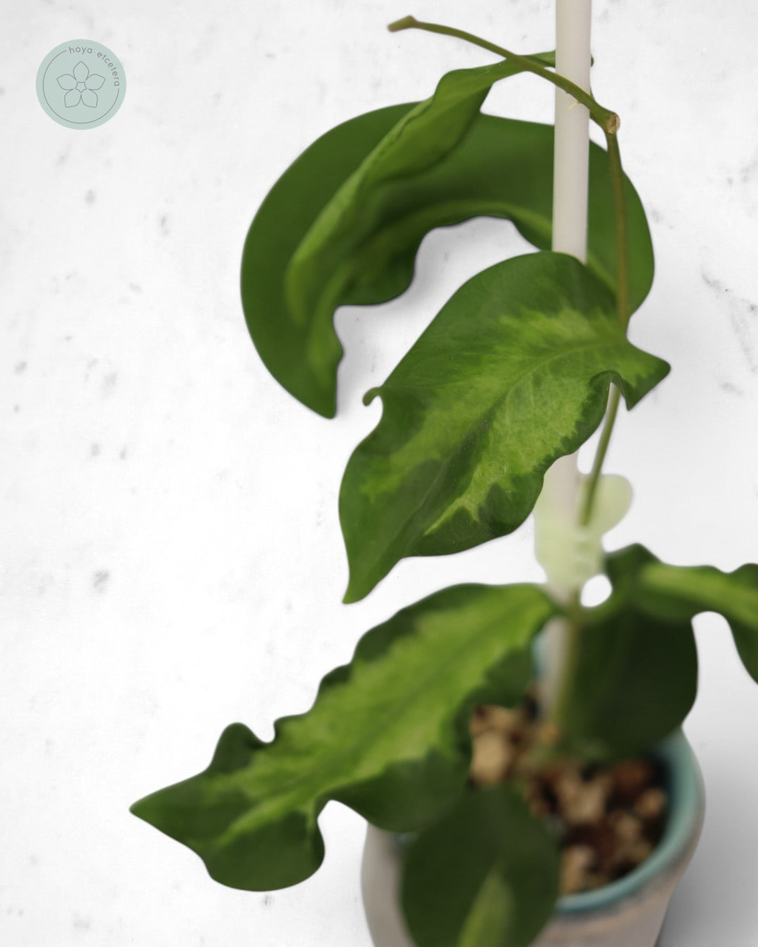 Hoya pimenteliana (variegated)