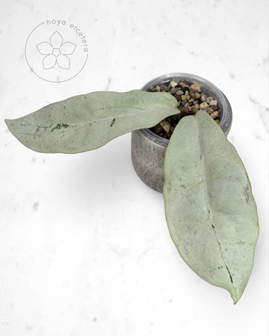 Hoya mitrata (sp. Buntok silver AH clone)