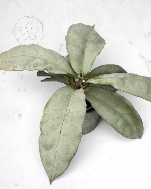 Hoya mitrata (sp. Buntok silver AH clone)