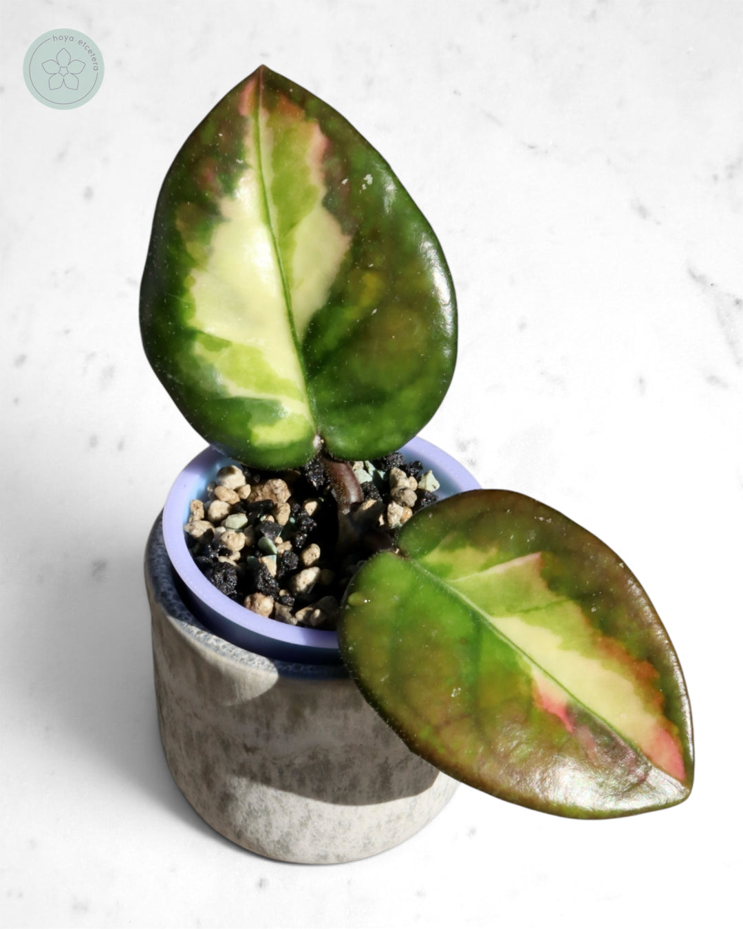 Hoya 'Momo'