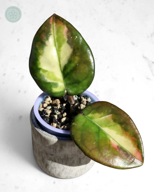 Hoya 'Momo'