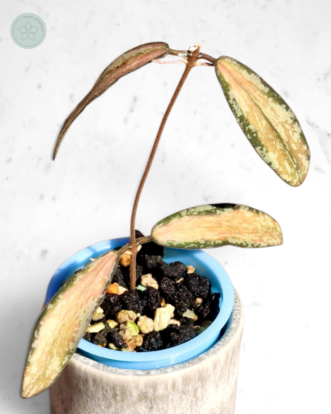 Hoya sigillatis (variegated splash)
