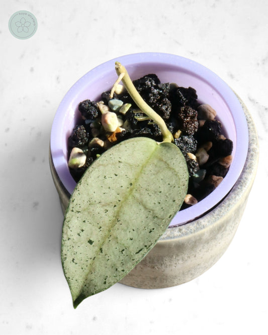 Hoya 'Moon Blush'