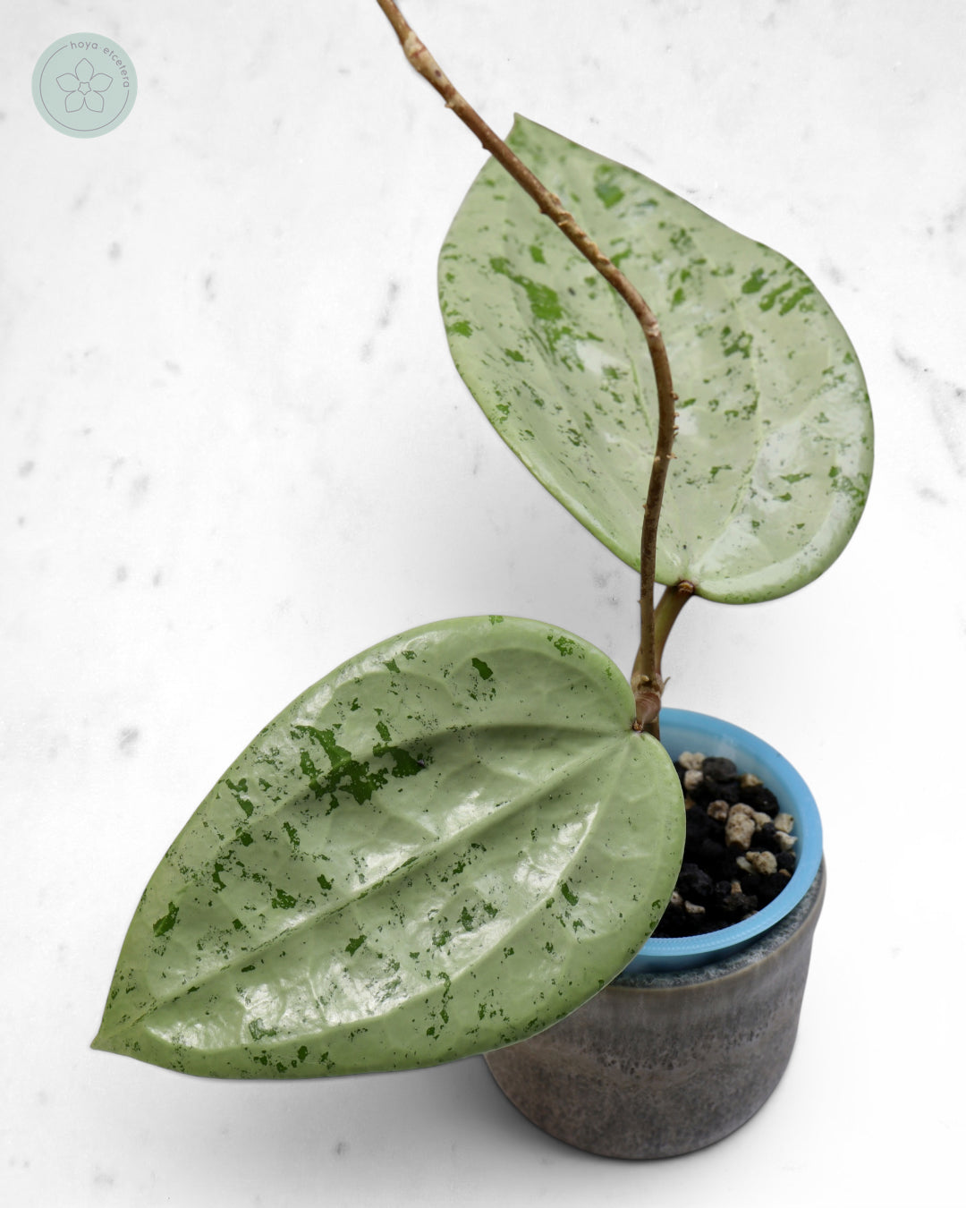 Hoya glabra 'Gin' (silver) 🌱 cutting