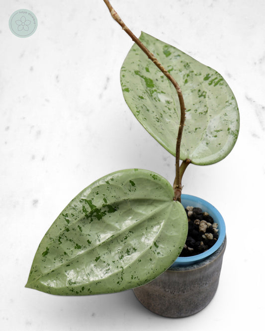 Hoya glabra 'Gin' (silver) 🌱 cutting