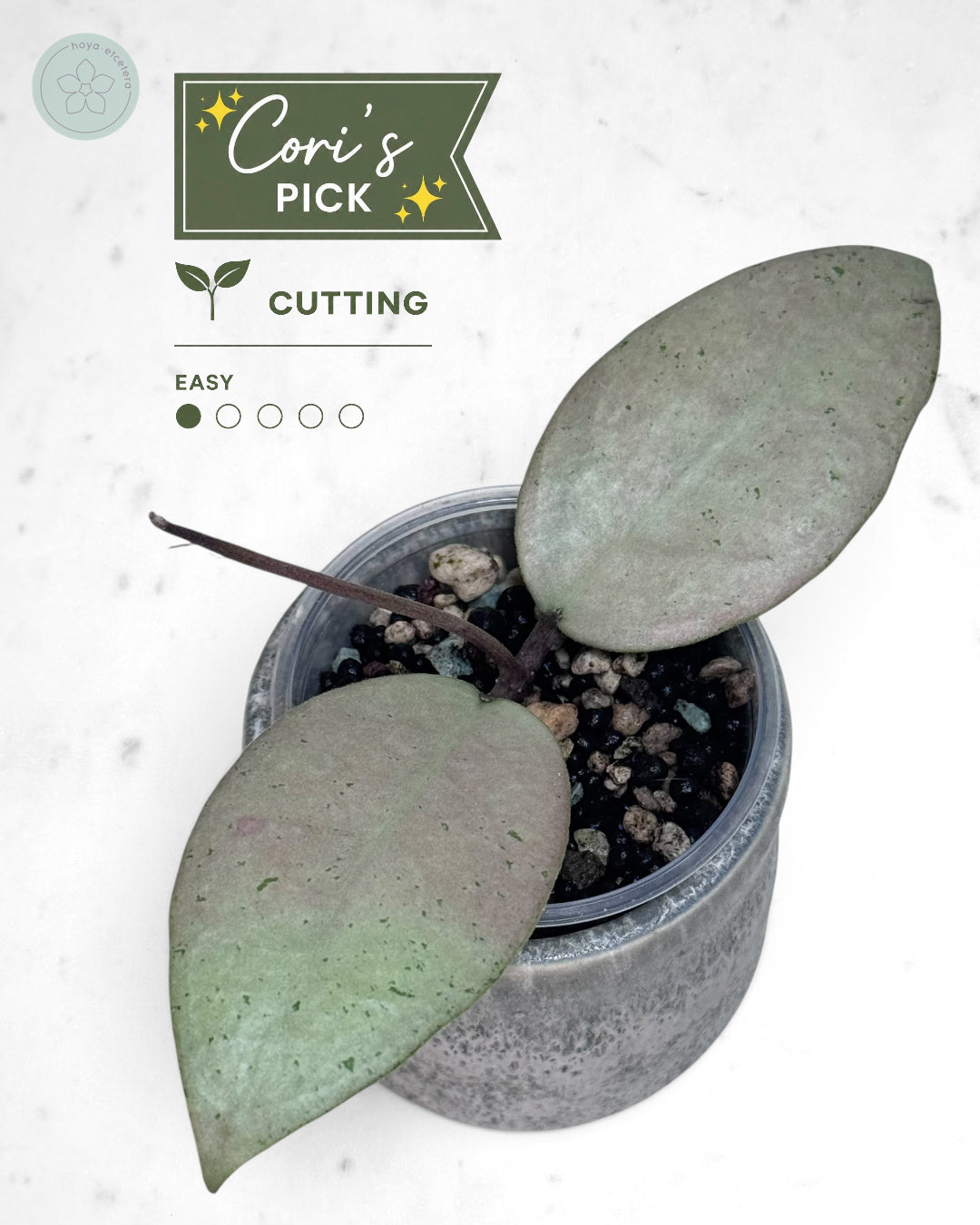 Hoya sp. Menak Sopal (silver)
· Use Code FREE250 with $250+