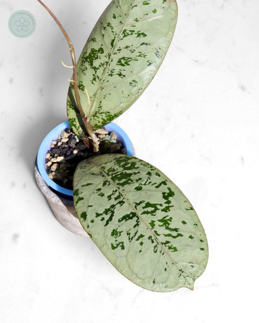 Hoya 'Lorelai'