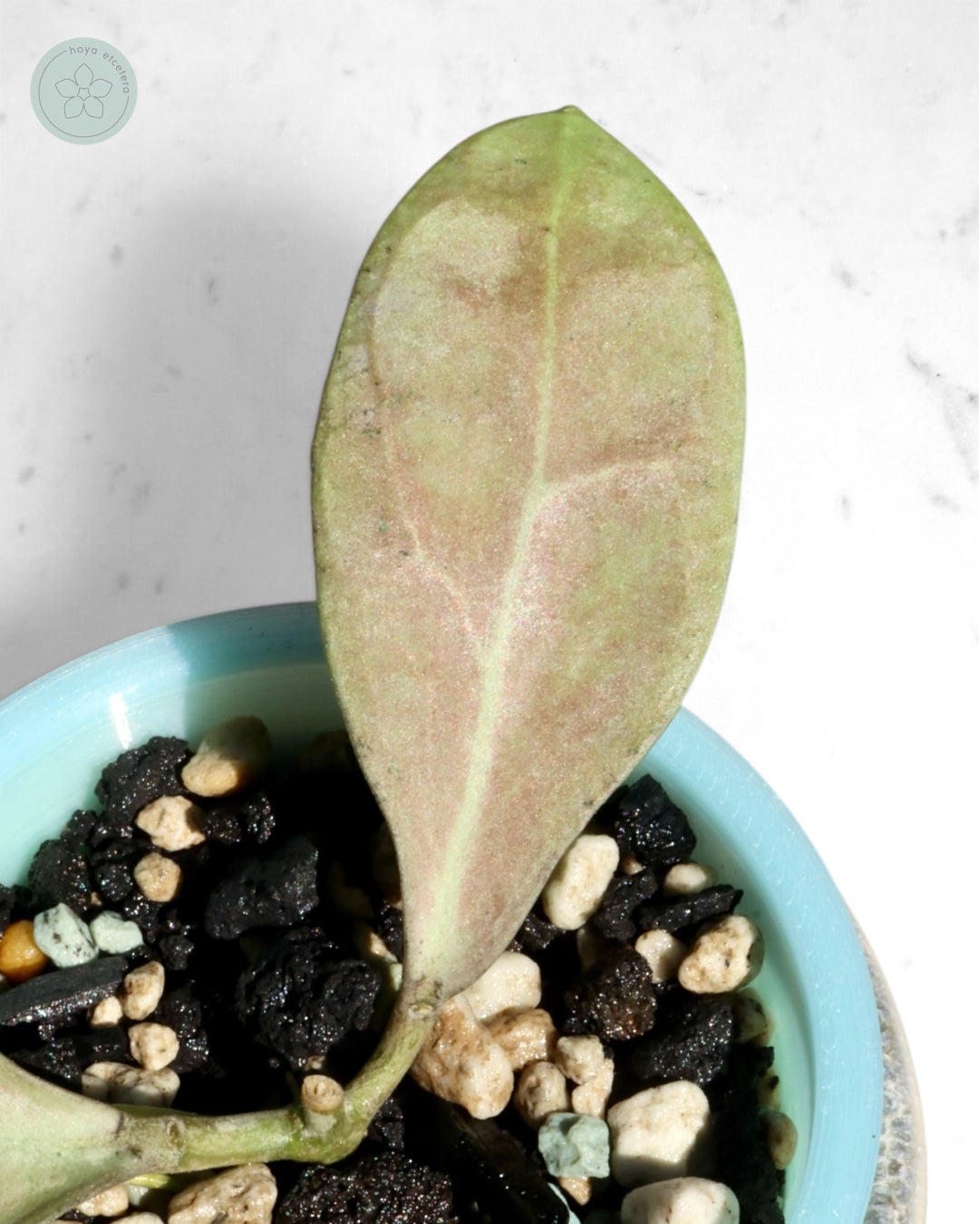Hoya 'Eliora'