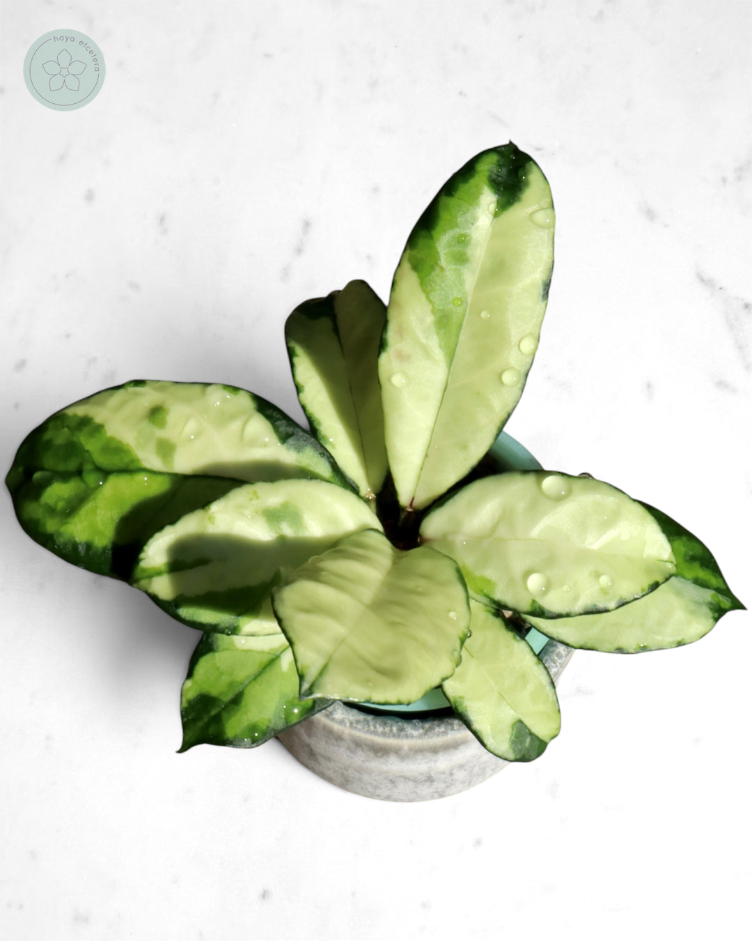Hoya crassipetiolata (variegated)