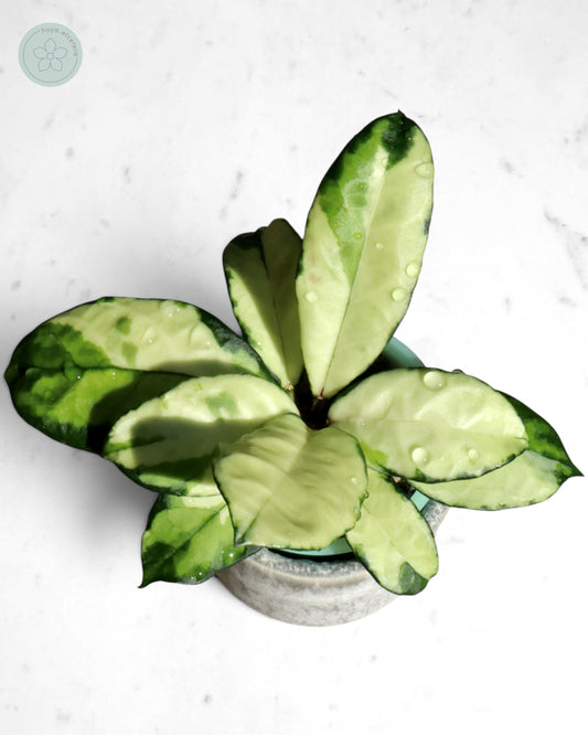 Hoya crassipetiolata (variegated)