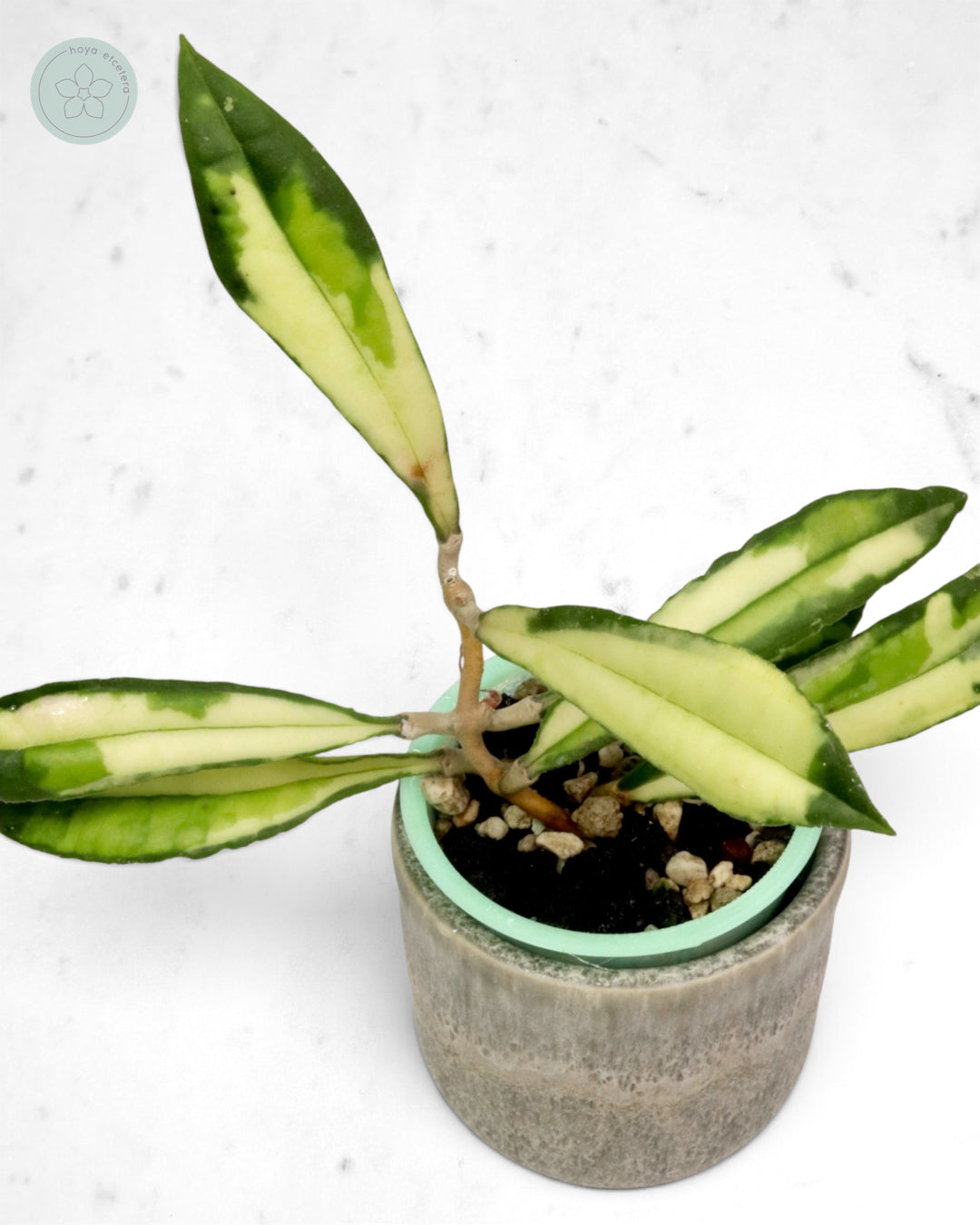 Hoya rigidifolia (variegated)
