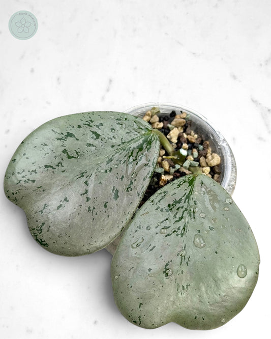 Hoya sp. Chiang Dao (silver)