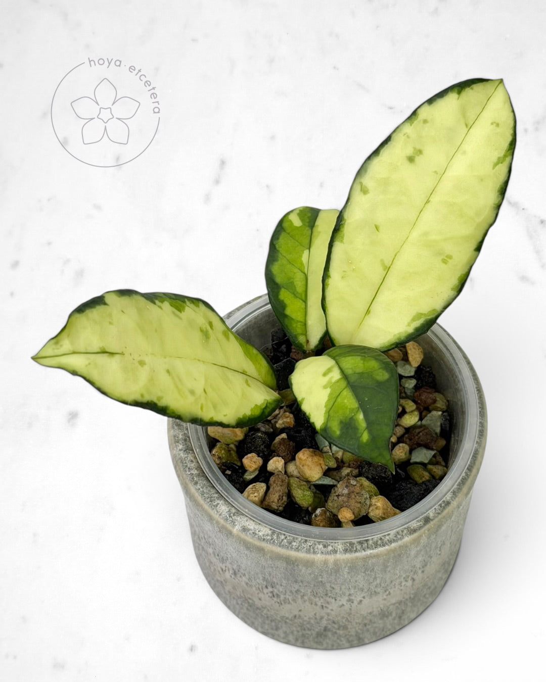 Hoya crassipetiolata (variegated)