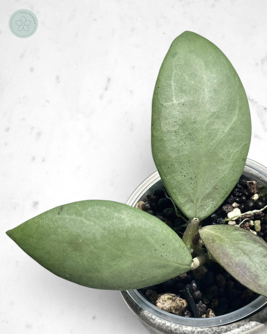 Hoya erythrostemma (silver)