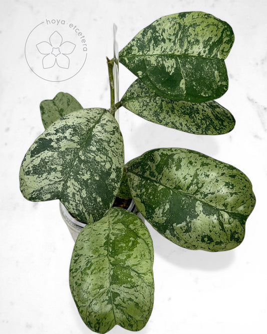 Hoya 'Morning Dew' (silver)