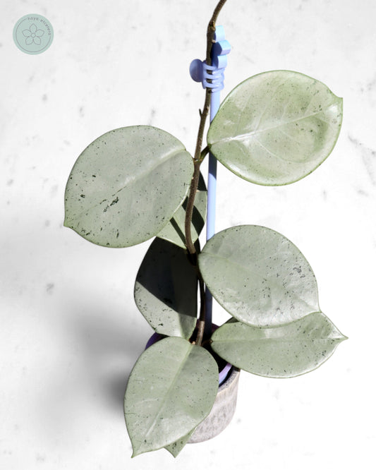 Hoya 'Stardust' (silver)