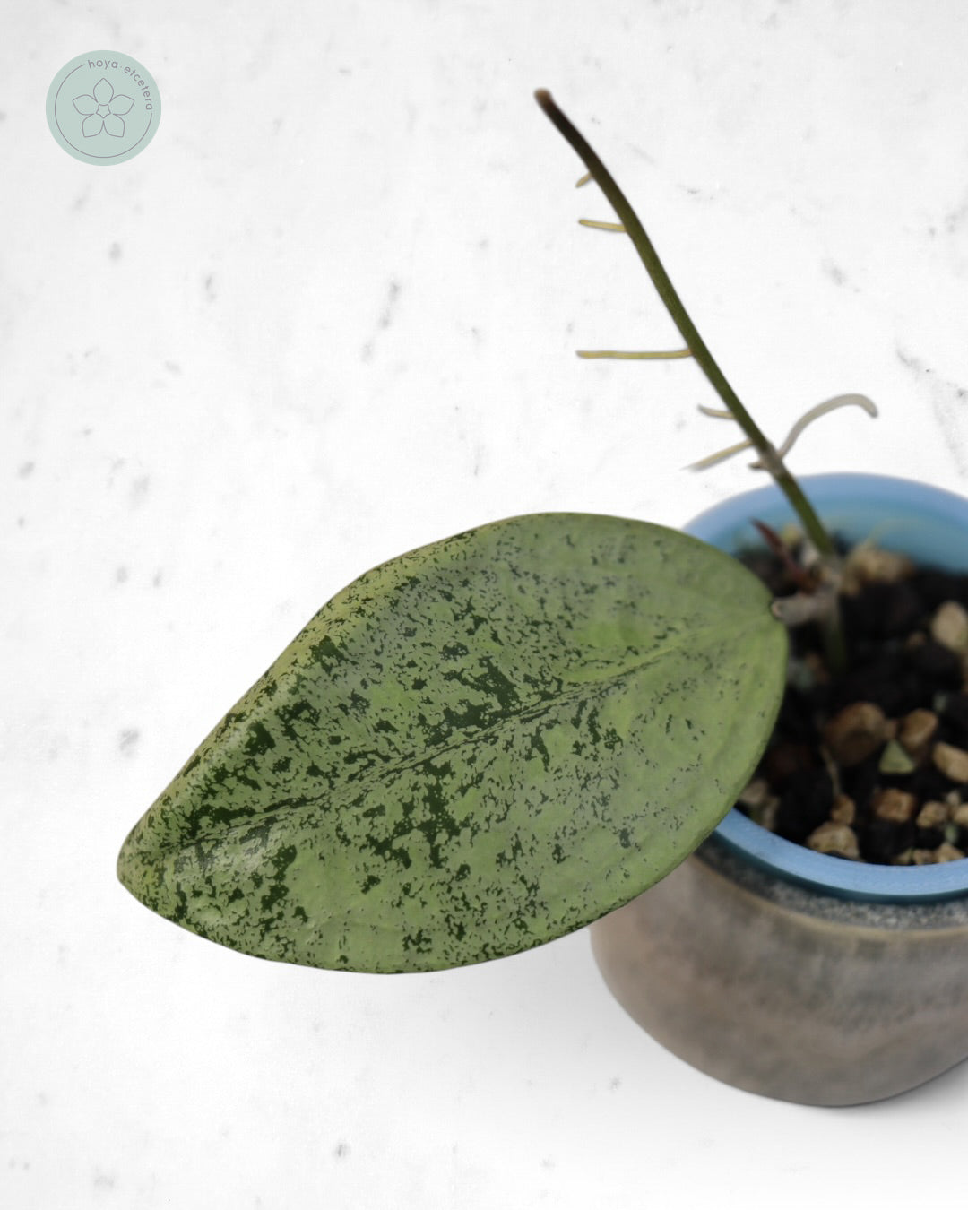 Hoya sp. Ponorogo (silver)