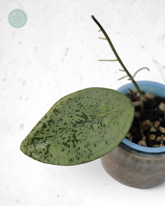 Hoya sp. Ponorogo (silver)