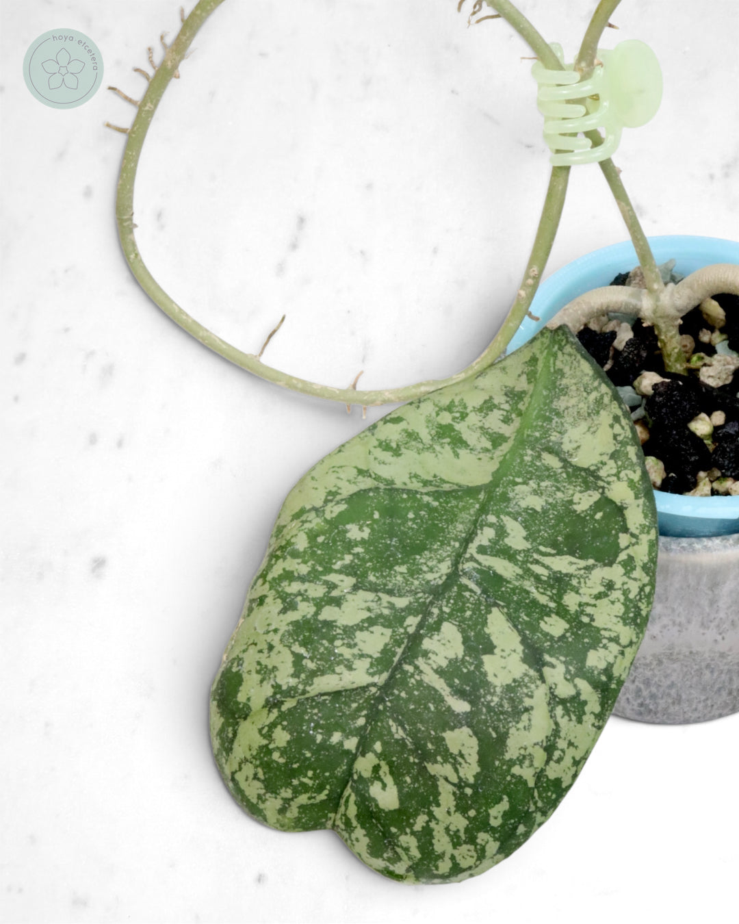 Hoya 'Morning Dew' (silver)
