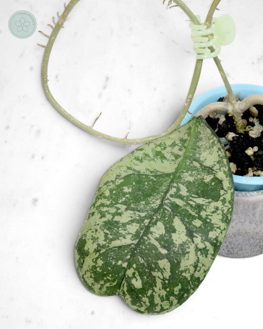 Hoya 'Morning Dew' (silver)