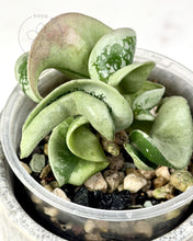 Charger l&#39;image dans la galerie, Hoya compacta (silver margin) 🦄
