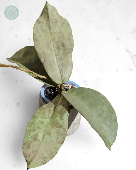 Hoya mitrata (Pearl Gold)