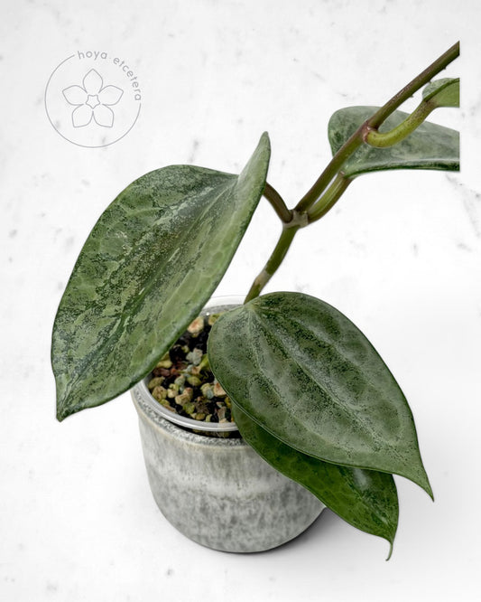Hoya latifolia 'Rimba Perak' (silver)
