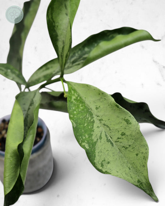 Hoya occultata (silver)