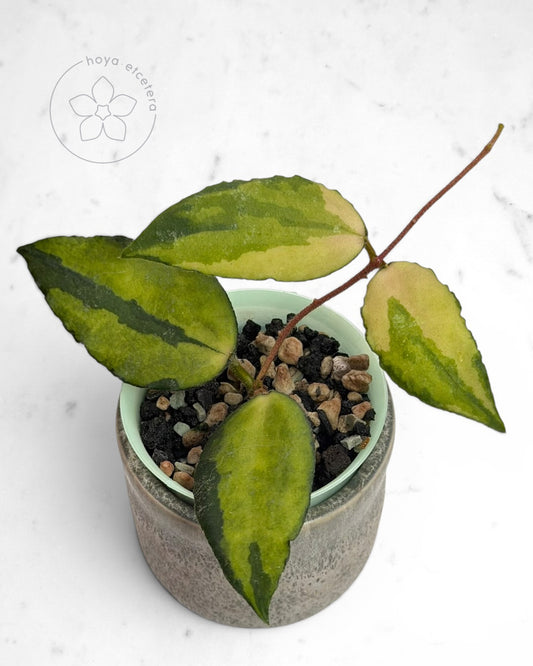 Hoya caudata (variegated)