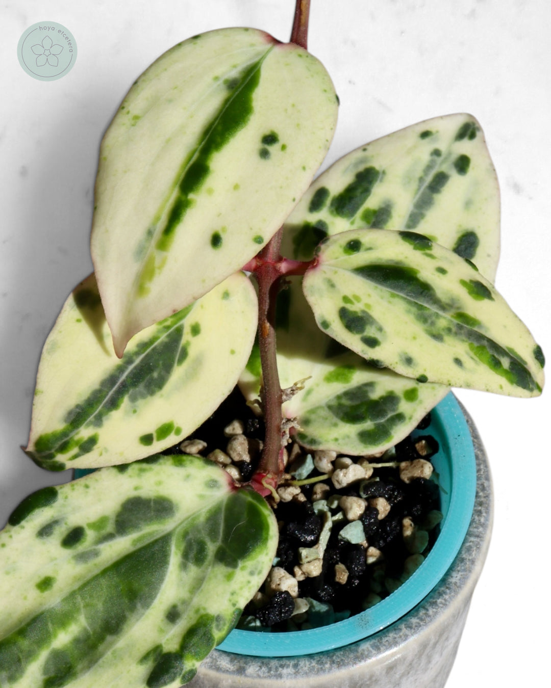 Hoya 'Swiffer’s Nightmare'