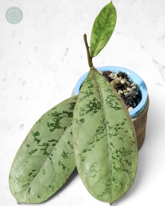 Hoya 'Lorelai'