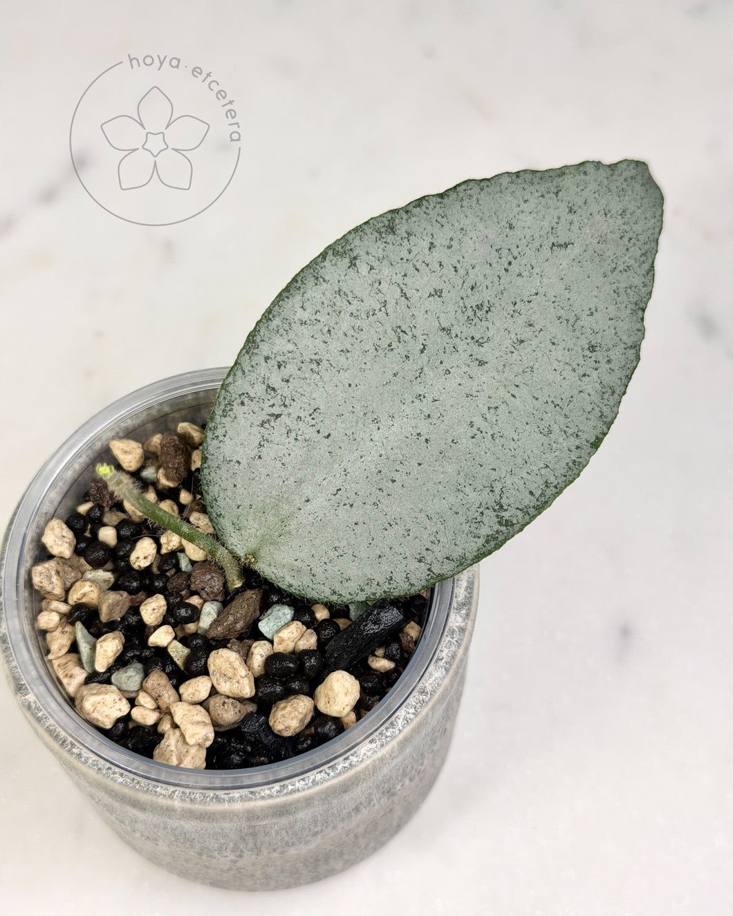 Hoya caudata 'Argene' 🌱 cutting