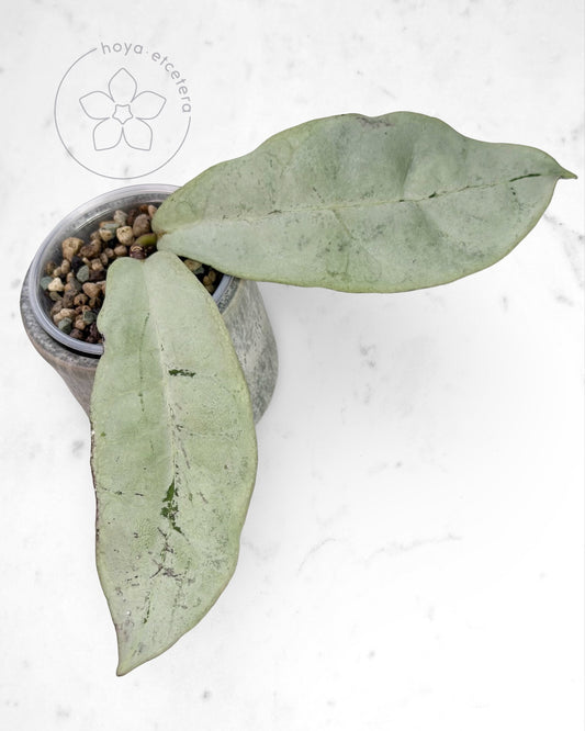 Hoya mitrata (sp. Buntok silver AH clone)