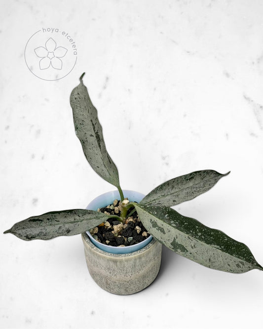 Hoya occultata (silver)