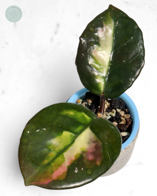 Hoya 'Momo'