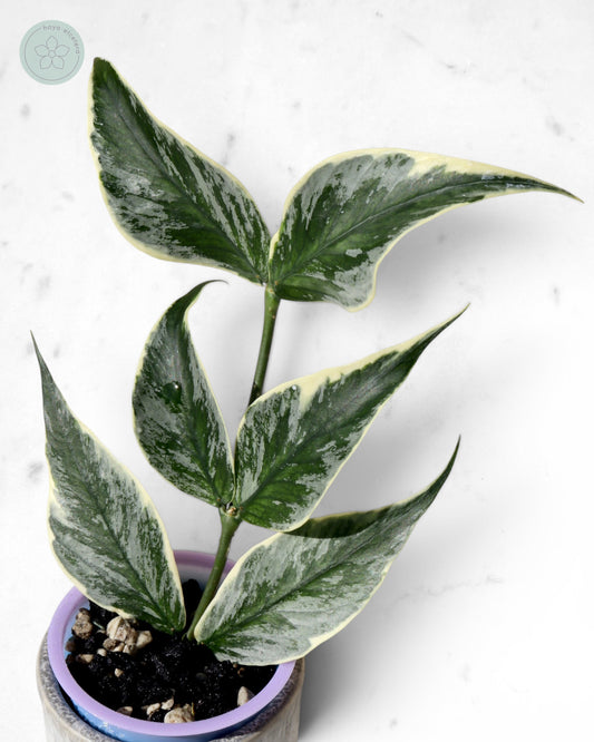 Hoya polyneura 'Diem Fairy Queen' (albo silver) 🌱 cutting