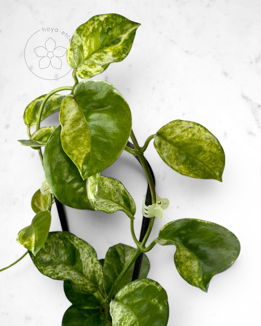 Hoya australis (peridot)