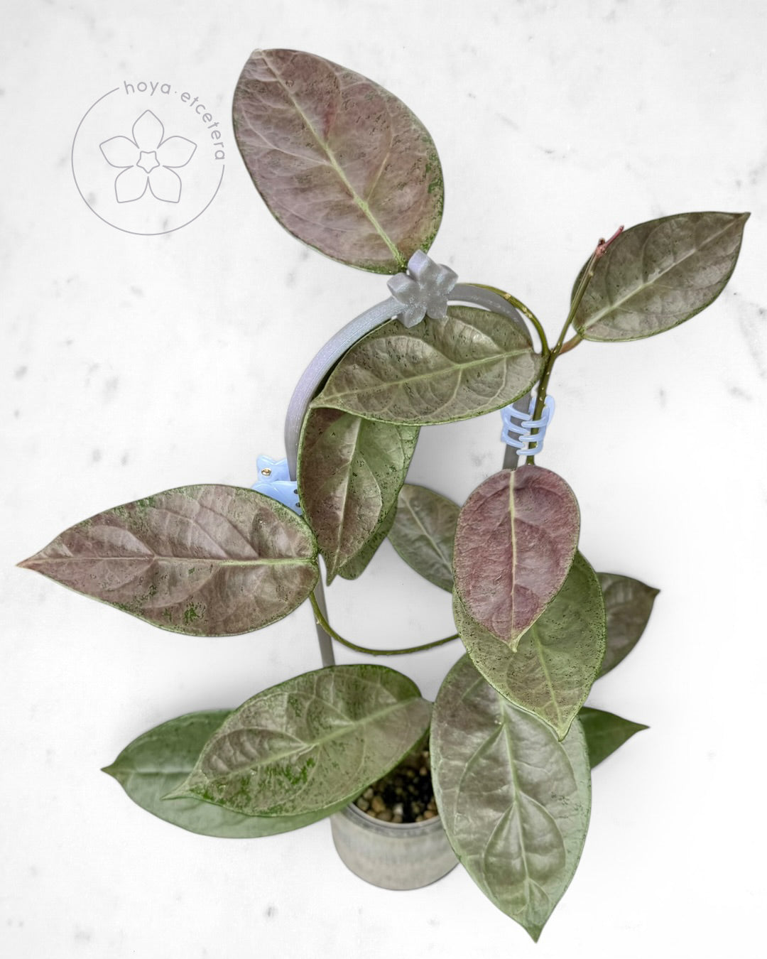 Hoya sp. Lai Chau (silver)