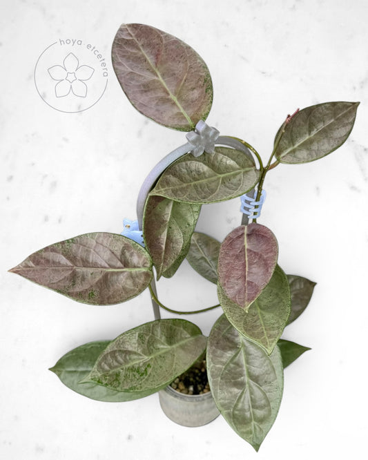 Hoya sp. Lai Chau (silver)