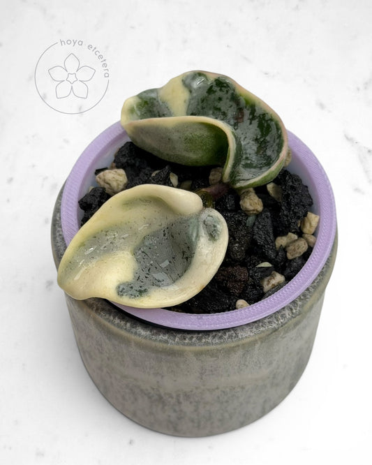 Hoya compacta 'Oblak'