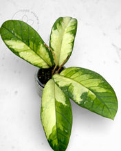 Load image into Gallery viewer, Hoya sp. Aceh 'Ladia Galaska'
