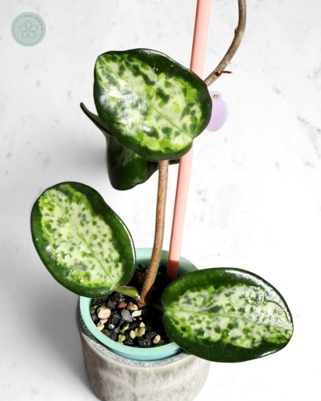 Hoya carnosa 'Madara' (Green Edge)