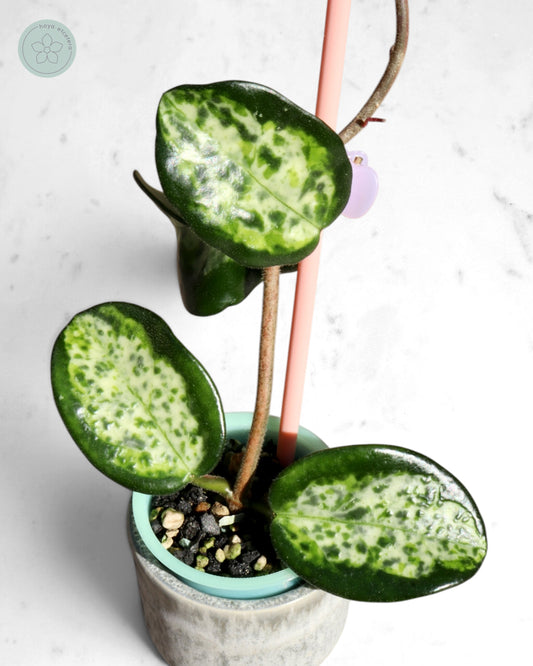 Hoya carnosa 'Madara' (Green Edge)